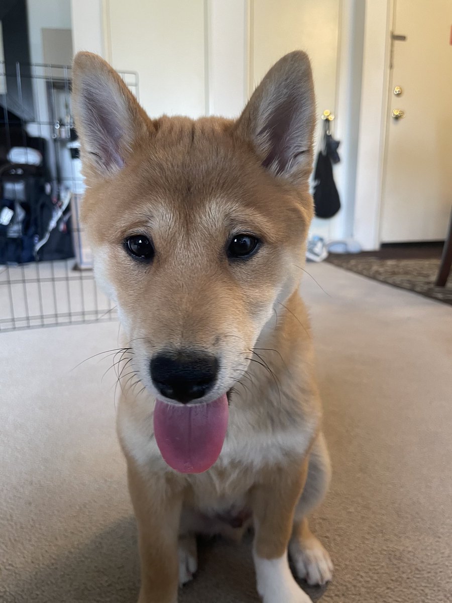 puthyb0i's tweet photo. heppi doge https://t.co/x2gY2O3BbA