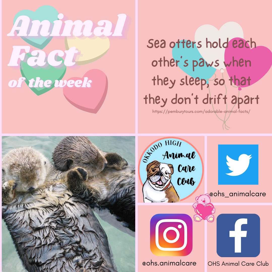 OHS ANIMAL CARE CLUB 🐶 (@ohs_animalcare) / Twitter OHS ANIMAL CARE CLUB 🐶 (@ohs_animalcare) / Twitter