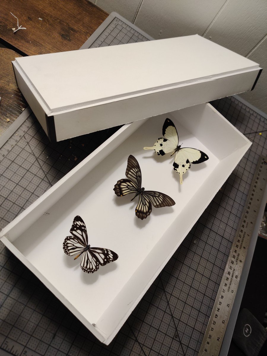 Quick foam core box to transport some delicate butterfly specimens, courtesy of the advice given by @donttrythis's foam board construction/cutting One Day Build on @testedcom #tested #onedaybuild
