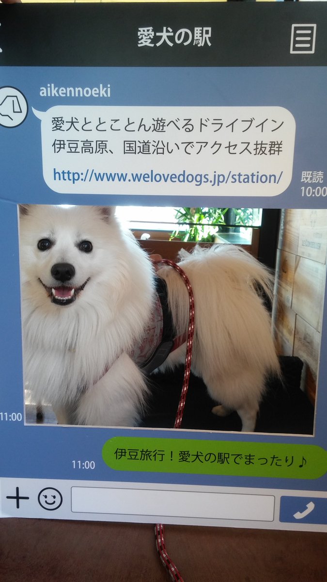 key_hitotose's tweet photo. 2017年伊豆旅行の愛犬。
あ~うちの子可愛い…癒し…最&高…♥♥☺♥♥
今年の誕生日でもう六歳か~
六年も一緒に居てくれて嬉しい。毎日嬉しい。
いつも有難う可愛い。気遣いの子(奥さん&家族想い)
また落ち着いたらお泊りしたいね♪伊豆方面!
#JapanSpitz
#日本スピッツ
#ある
#愛犬の駅 https://t.co/VtPttJa6oC