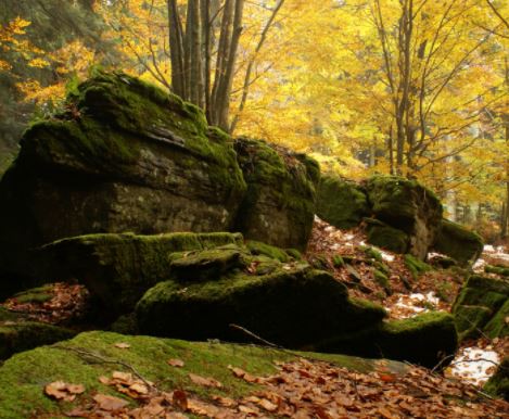 Su <a href="/FoglieviaggiC/">foglieviaggi.com</a> il #benessere nelle #foreste 
qui: tinyurl.com/foglieviaggi
#Parchi #parcodelleforestecasentinesi 
<a href="/Legambiente/">Legambiente</a> <a href="/turistipercaso/">Turisti per Caso</a> <a href="/italiaslowtour/">Italia Slow Tour</a> <a href="/vitotto55/">vittorioragone</a> <a href="/WWF/">WWF</a> <a href="/ItaliaNostra_IT/">ItaliaNostra</a> <a href="/ComunitaPNALM/">Comunità del Parco</a> @AngeloMelone <a href="/errabondablog/">ErrabondaTravelBlog</a>