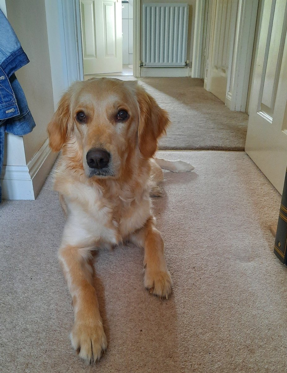 CornDollyXx56's tweet photo. While Mom's working on her next book, I'm trying my best to distract her 😉 #poppyonsafarisequel #books #GoldenRetrievers #nicedistraction #dogsoftwitter 
https://t.co/BmZLwtSnTW
@matadorbooks @Storystudiouk https://t.co/IAW9y4tU3K