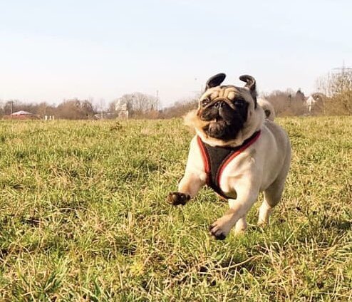 FPugface's tweet image. I'm a shooting star leaping
Through the sky
Like a tiger defying
The laws of gravity
I'm a racing car passing
By like Lady Godiva
I'm gonna go, go, go
There's no stopping me