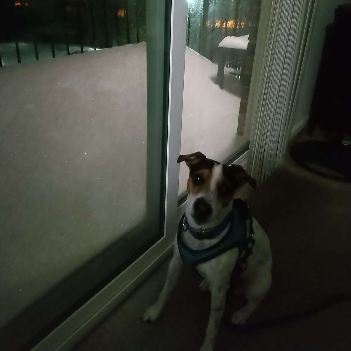 JackRussellM0M's tweet photo. ❄️Weather Alert said 8-11 inches. There's a slope twice Nico's height on our balcony and it's still coming down. That's gaining on 2 feet at least. #SnowDay  🌨️ #dogs 🐾 https://t.co/Z8fwcByzxc