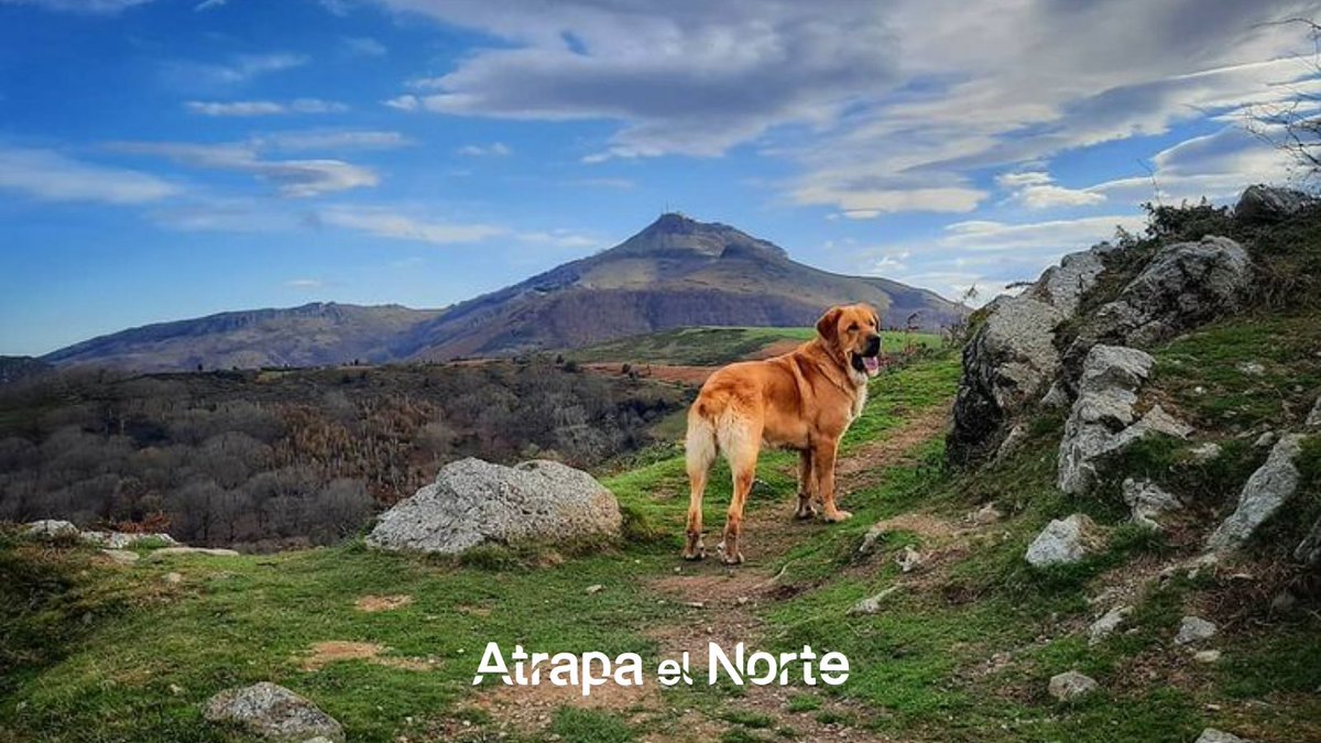 Que levanten la mano todos aquellos que tienen ganas de primavera para dar paseos por el monte como el de la foto ☝☝☝☝☝

atrapaelnorte.com

#Atrapaelnorte #Turismoactivo #Viajaralnorte #Paseosconencanto  #Rutasporlanaturaleza #Lanaturalezadelnorte #Turismoconmascotas