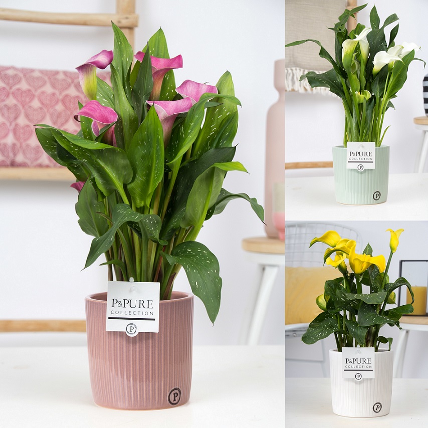 Vanaf #maandag 22 februari a.s. #starten we weer met het uitleveren van onze #Zantedeschia. Deze is in diverse #toegevoegdewaarde leverbaar, o.a. in #Sophie keramiek in 3 kleuren <a href="/PPurecollection/">P&Pure Collection</a> !!