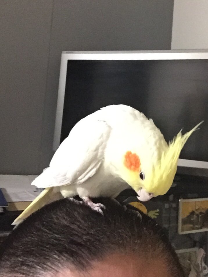 怒るオカメインコ Vugtyrtjbx0kiqr Twitter 怒るオカメインコ Vugtyrtjbx0kiqr Twitter