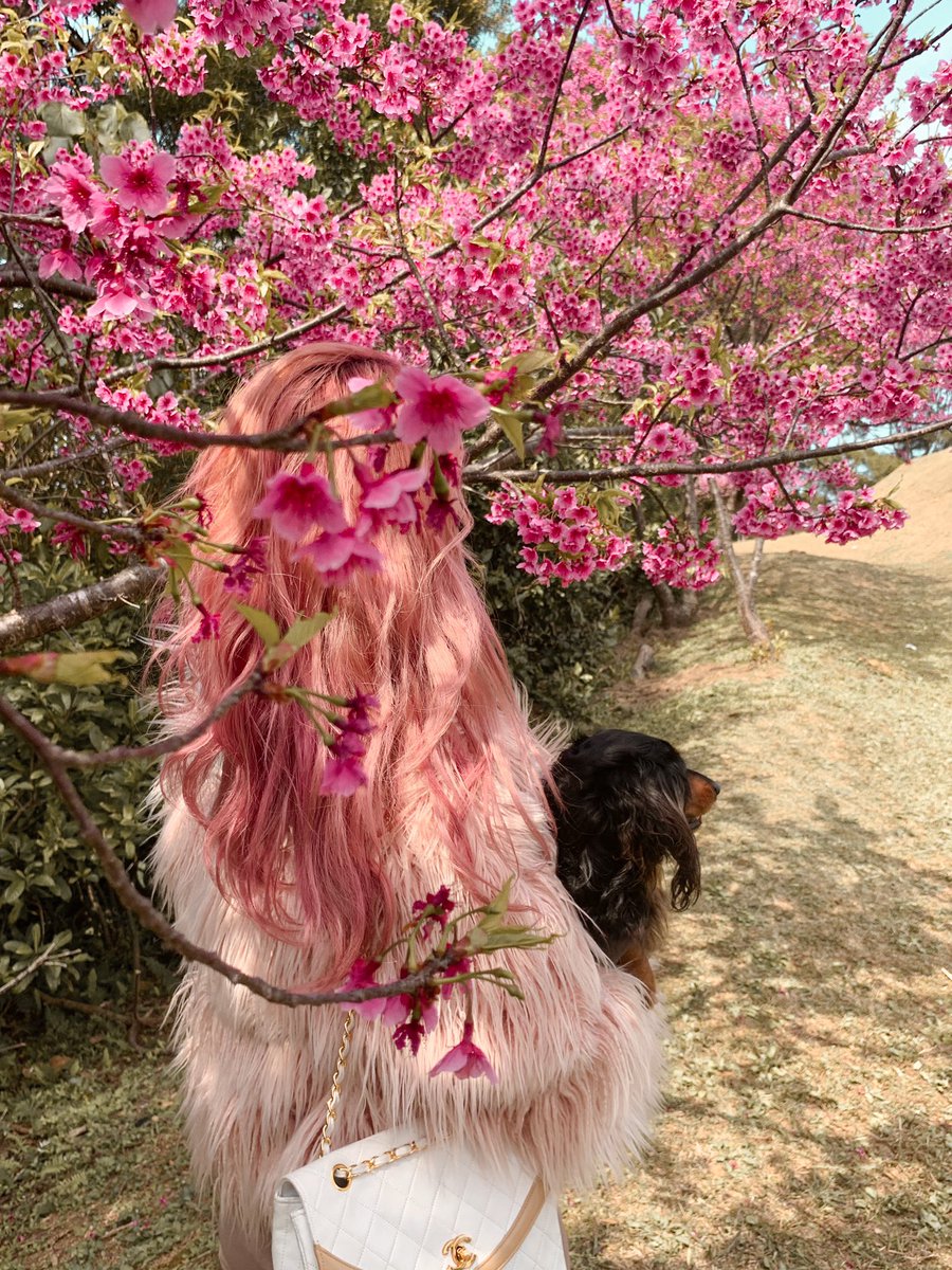 yunonpan's tweet photo. 沖縄はもう桜咲いてるよー🌸🌸🌸 https://t.co/eS670F8RLQ