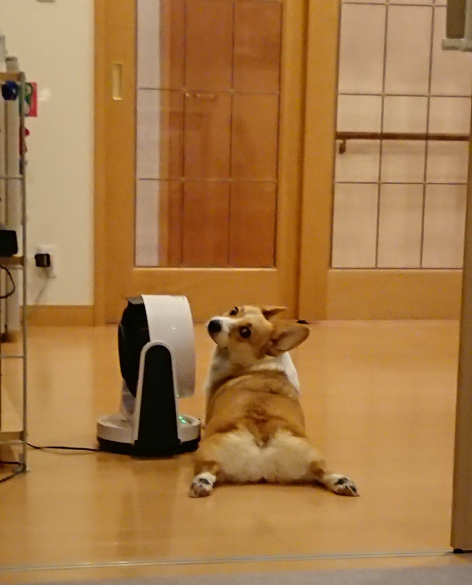 追記あり キツネかと思った ふさふさで可愛い コーギー 本当はもともと尻尾があった 今の日本なら断尾は不要なのかも Togetter 追記あり キツネかと思った ふさふさで可愛い コーギー 本当はもともと尻尾があった 今の日本なら断尾は不要なのかも Togetter