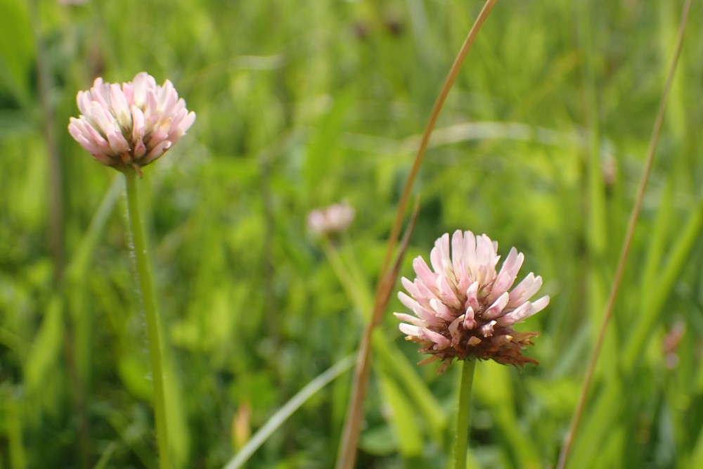 stefvanwalsum's tweet photo. Klaverdag in de #februariplantenmaand! In Nederland hebben we #klavers in vele soorten en maten. Mijn persoonlijke favoriet is de Aardbeiklaver (Trifolium fragiferum). Na de bloei blazen de kelkbladen op en lijkt de plant net een aardbei. https://t.co/Bo6NA7m1LS