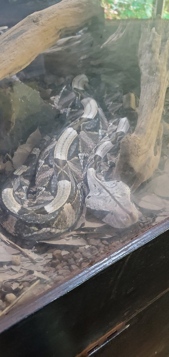 ガボンアダーのtwitterイラスト検索結果