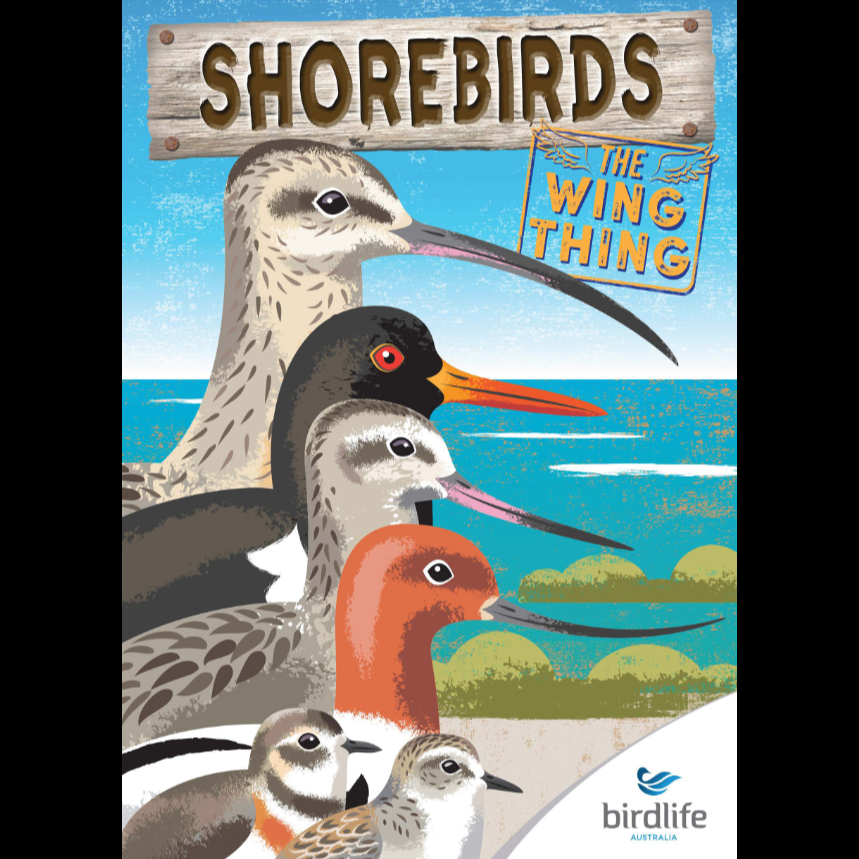 BirdLife Australia (@birdlifeoz) on Twitter photo Our #migratoryshorebird team presents a revised 2021 edition of the WingThing!
 It explores many aspects of the life and conservation of our shorebirds, illustrating in an accessible way just how special yet vulnerable they are. #scicomm
➡️ birdlife.org.au/proj.../shoreb… Our #migratoryshorebird team presents a revised 2021 edition of the WingThing!
 It explores many aspects of the life and conservation of our shorebirds, illustrating in an accessible way just how special yet vulnerable they are. #scicomm
➡️ birdlife.org.au/proj.../shoreb…