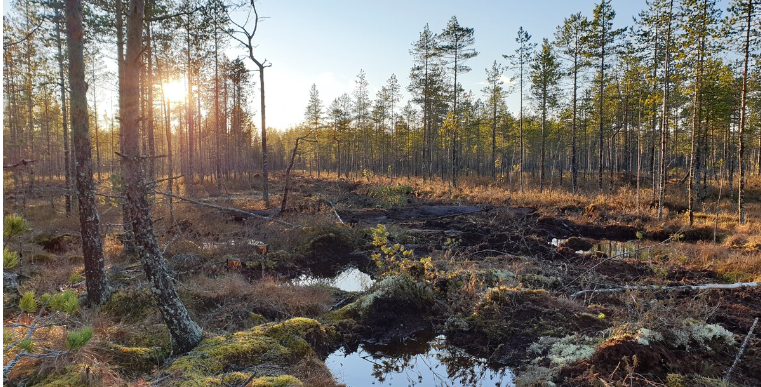 Luontopalvelut tweet media