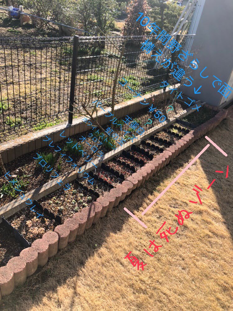 ひろ セダム地植え羨ましいです 培養土何袋投入したのでしょうか その後の成長記録レポートお待ちしております 植えっぱなし球根も環境変えたらまた復活するかもしれませんね 残留組み出てくるかな 春が楽しみですね