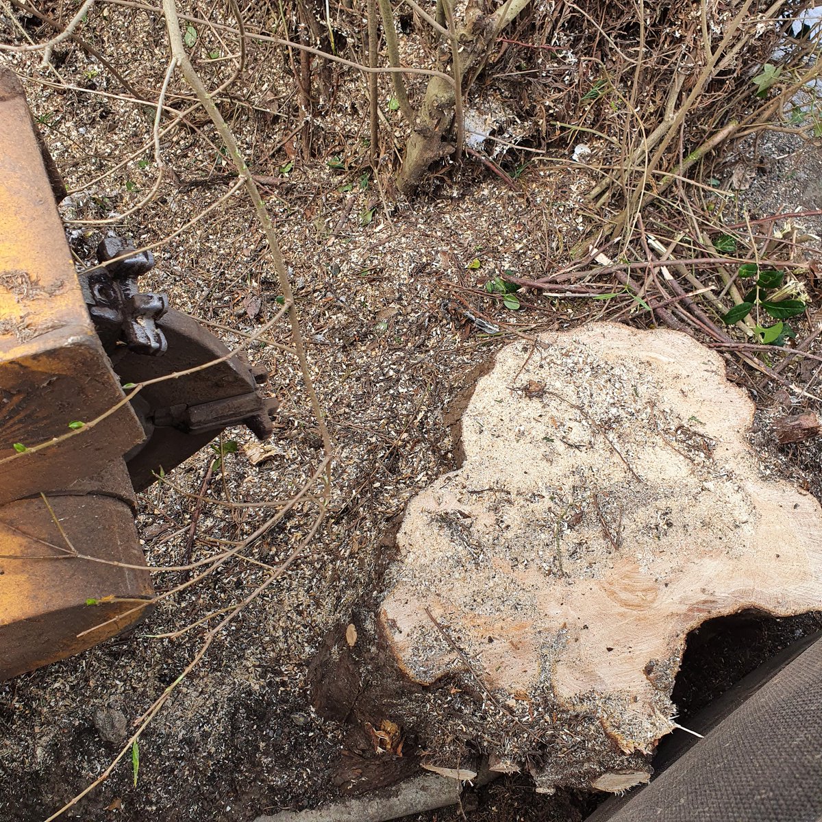 TreeGrinding's tweet photo. Tree stump grinding various tree stumps near Hutton, Brentwood, Essex. The tree stumps were removed in readiness for a driveway extension. #Hutton
#Brentwood
#Essex
#Treestumpremovals #TreeStumpGrinding https://t.co/MOPP7MbU3J