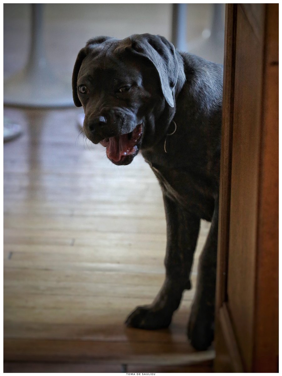 Toma_de_Saulieu's tweet photo. 5 mois aujourd’hui et 26 kg ....
#CaneCorso ..... https://t.co/CkEeO3ZJUA