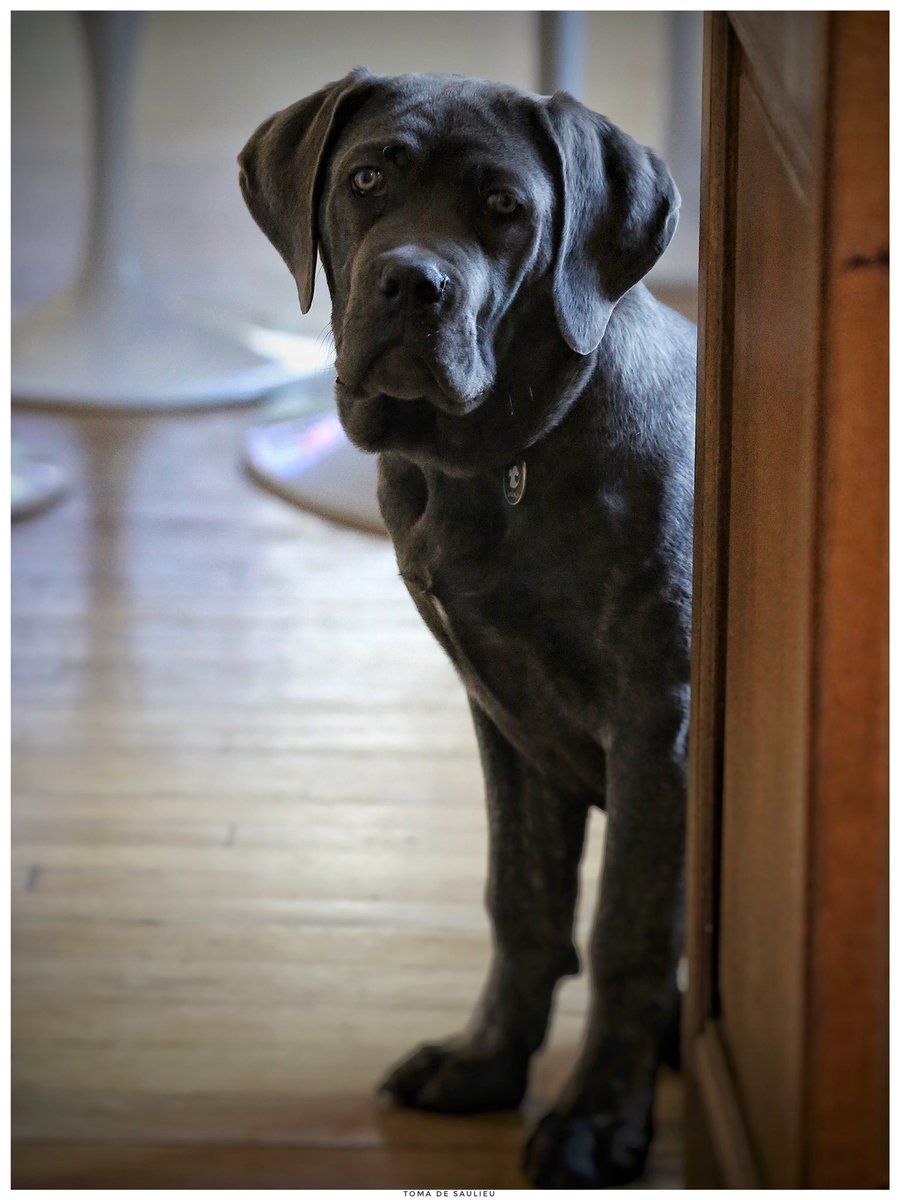 Toma_de_Saulieu's tweet photo. 5 mois aujourd’hui et 26 kg ....
#CaneCorso ..... https://t.co/CkEeO3ZJUA