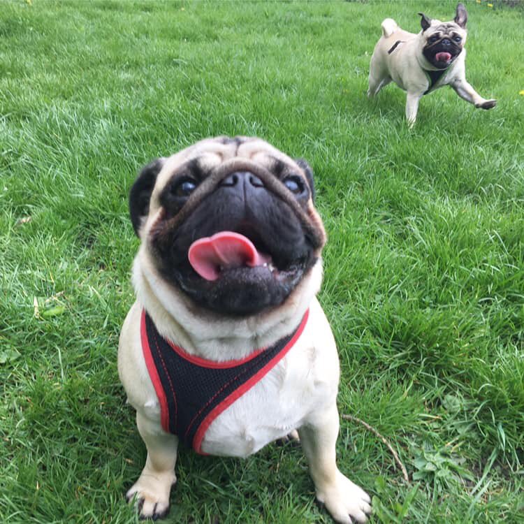 FPugface's tweet image. #tongueouttuesday