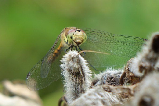 ハサミムシのtwitterイラスト検索結果