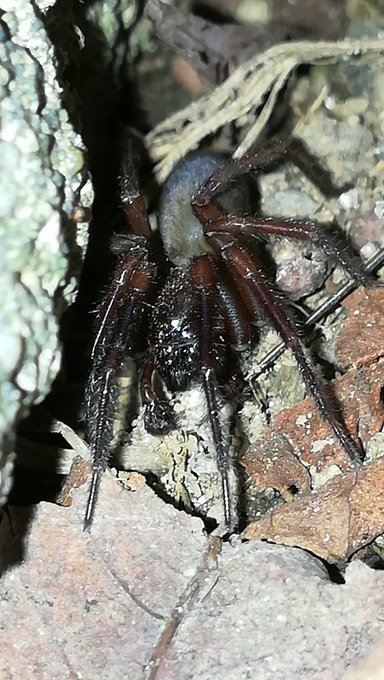 ハサミムシのtwitterイラスト検索結果