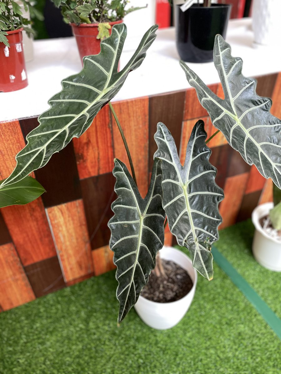 heyhersheyy's tweet photo. @smsupermalls @TheMallofAsia For our third and last round:

This tropical plant is famous for its glossy, heart-shaped leaves 💚 Be careful when you live with pets, tho! These should not be ingested! Any guesses?

#PlantFestAtSM #EverythingsHereAtSM #TogetherAtSM https://t.co/EutQldy6RF