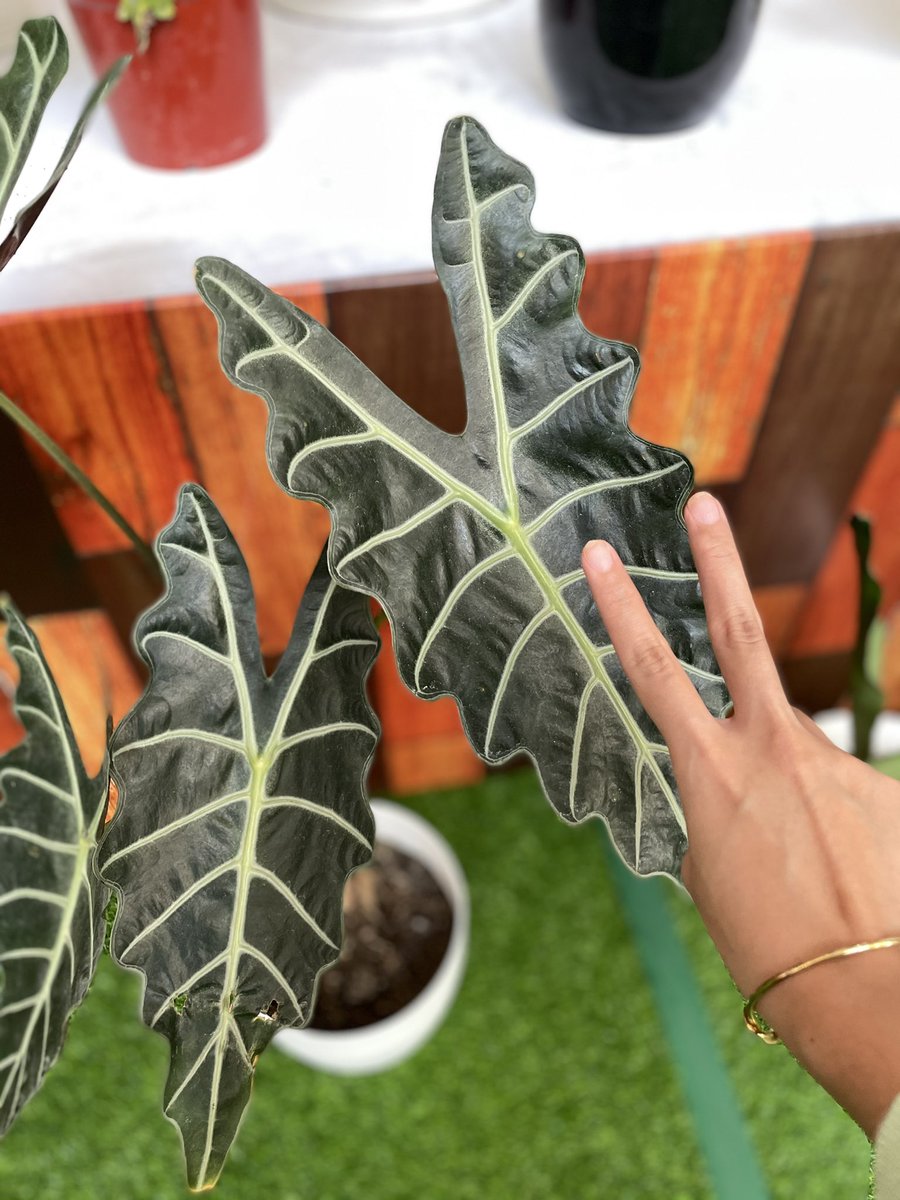 heyhersheyy's tweet photo. @smsupermalls @TheMallofAsia For our third and last round:

This tropical plant is famous for its glossy, heart-shaped leaves 💚 Be careful when you live with pets, tho! These should not be ingested! Any guesses?

#PlantFestAtSM #EverythingsHereAtSM #TogetherAtSM https://t.co/EutQldy6RF