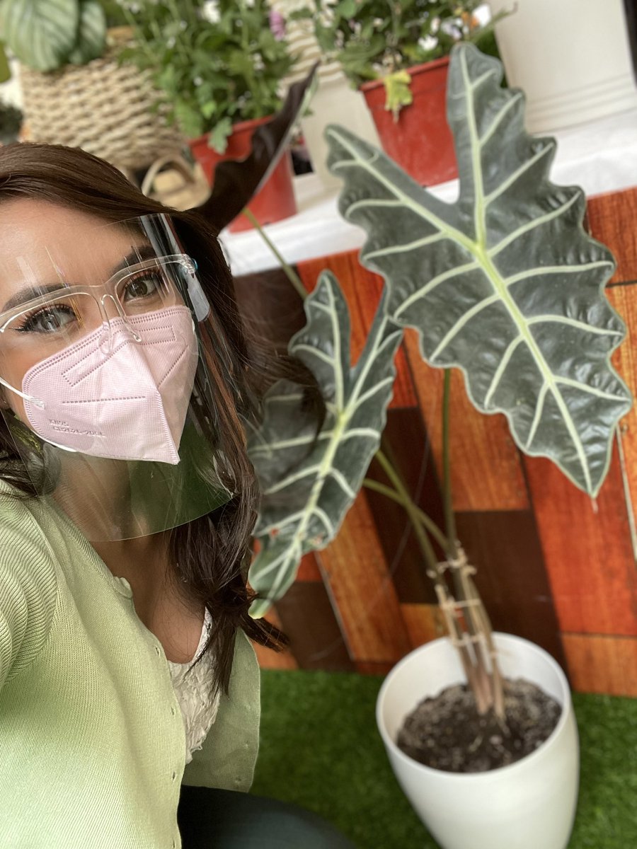 heyhersheyy's tweet photo. @smsupermalls @TheMallofAsia For our third and last round:

This tropical plant is famous for its glossy, heart-shaped leaves 💚 Be careful when you live with pets, tho! These should not be ingested! Any guesses?

#PlantFestAtSM #EverythingsHereAtSM #TogetherAtSM https://t.co/EutQldy6RF