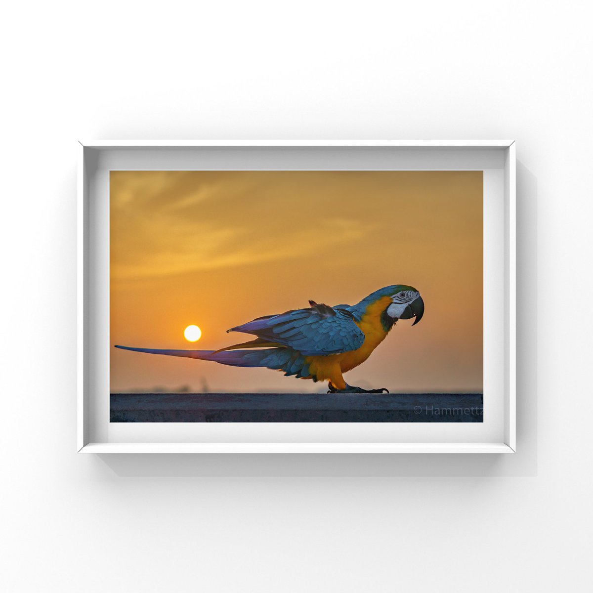 hammettz's tweet photo. A blue and gold macaw poses for sunset portraits in Villimale 🌅 🦜 

#birdwatching #sunsetphotography #sunset #TwitterNatureCommunity 
https://t.co/IJOmhEziO2 https://t.co/KSfV9XkWBT