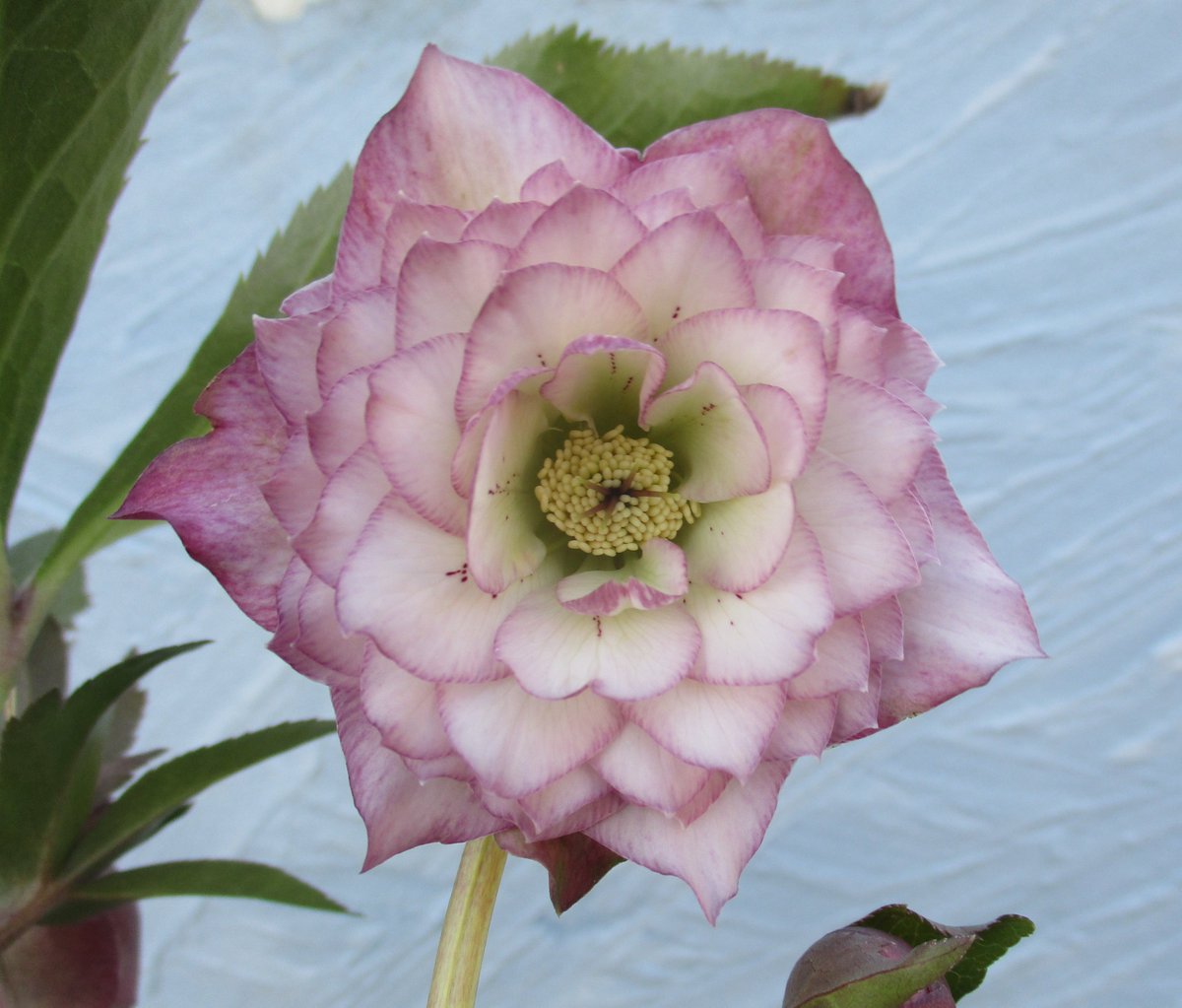 ふみ屋 多弁花です ふみ屋 西東京市