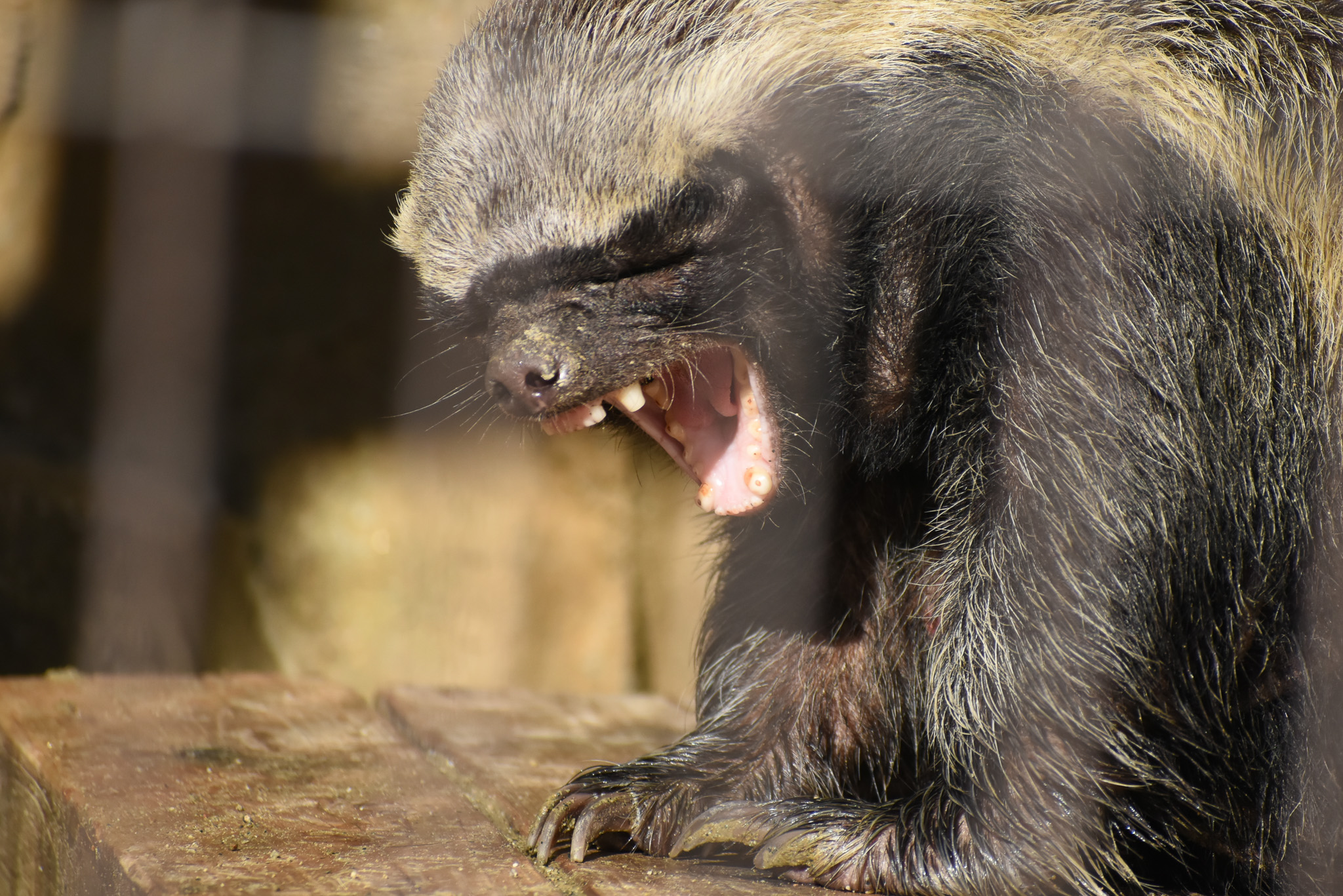 名古屋市東山動植物園 うとうとしていると思ったら大あくび 顔ちょっと怖いよ 笑 東山動植物園 ラーテル フラン あくび 動物園 名古屋 T Co C2eslbf50p Twitter