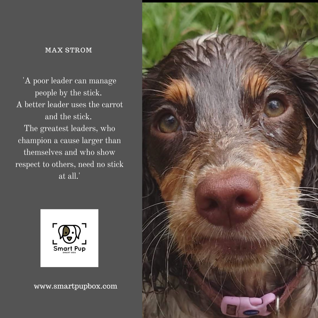 WaggaWuffins's tweet photo. What kind of leader are you? 🥰🐾

Positive Reinforcement trainers help pet owners become the greatest of leaders 

#positivereinforcementdogtraining #clickertraining #cooltobekind #compassion #respectisearned #nosticks https://t.co/xgqjiYkvzR