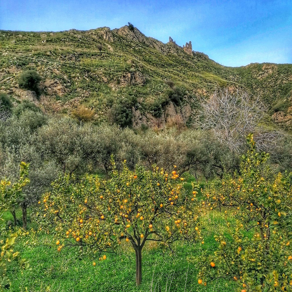 #spring is all around!
Francavilla di Sicilia
➡️ trailsofsicily.com