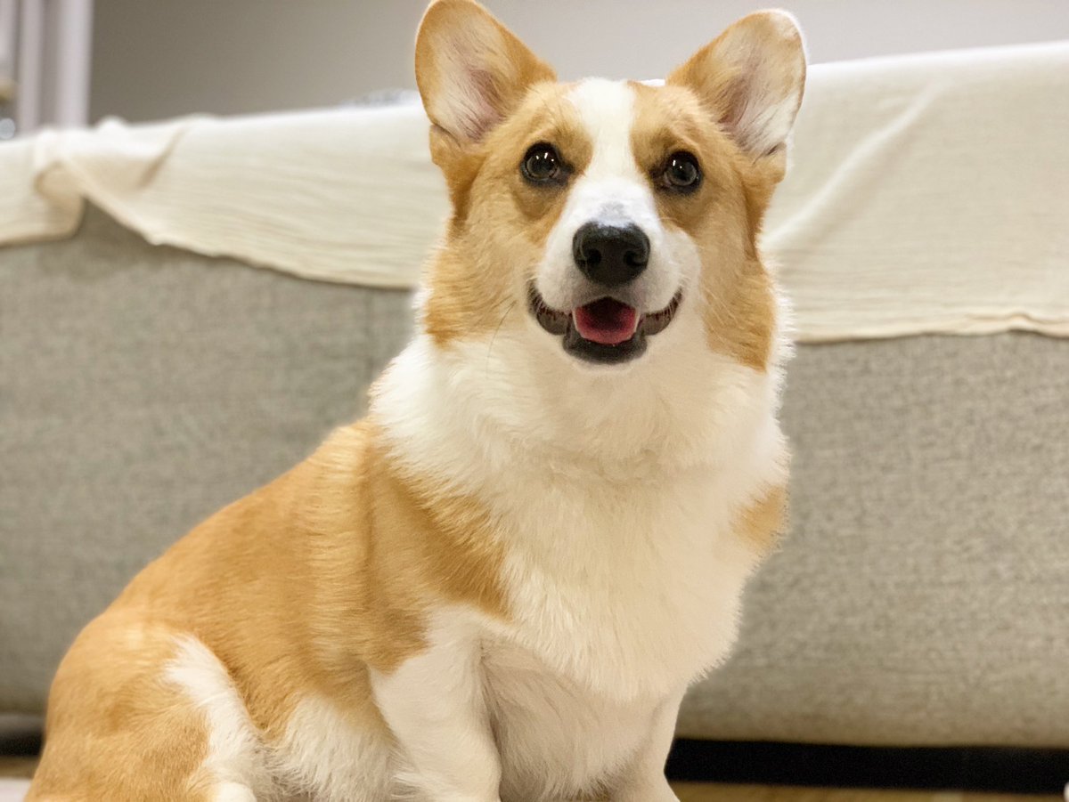 追記あり キツネかと思った ふさふさで可愛い コーギー 本当はもともと尻尾があった 今の日本なら断尾は不要なのかも Togetter