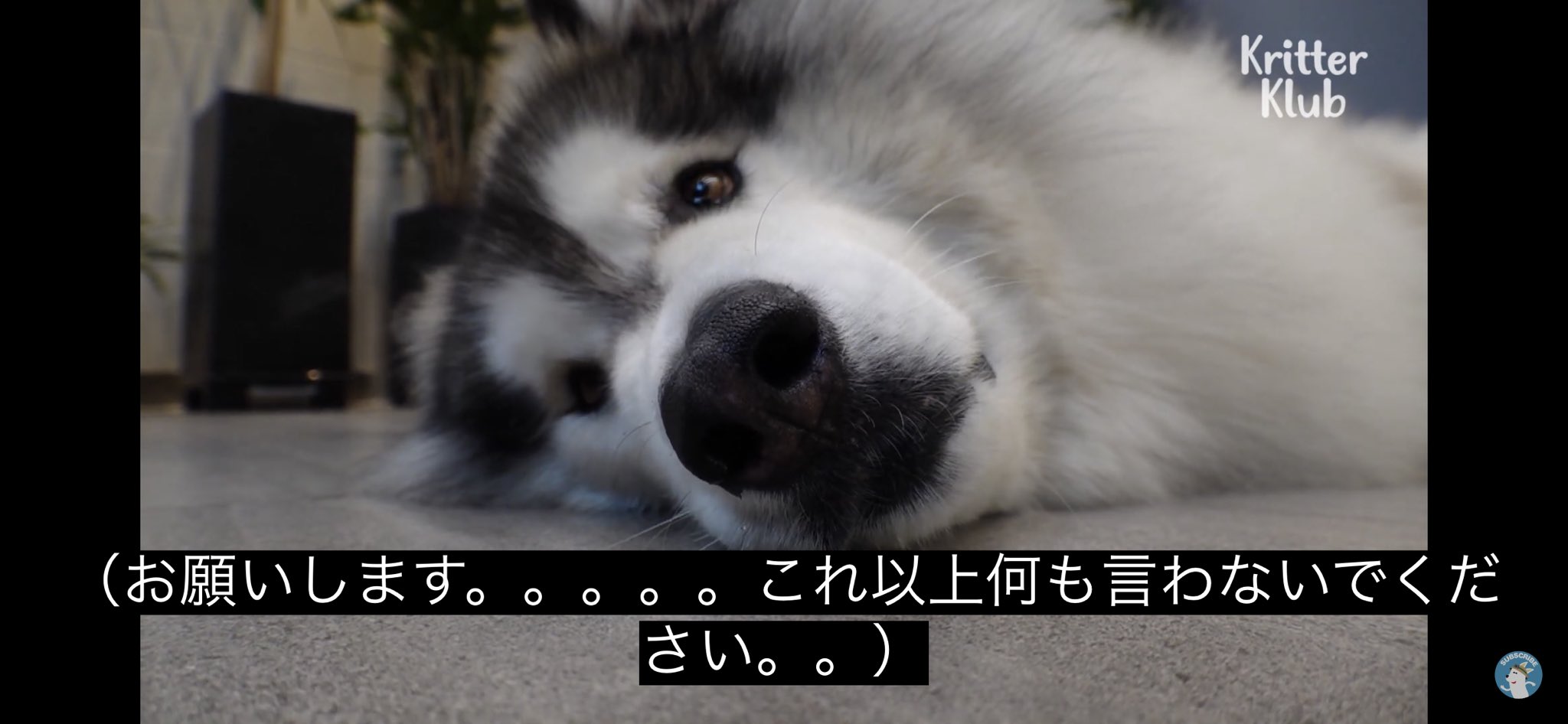 どうぶつ動画字幕bot على X: 