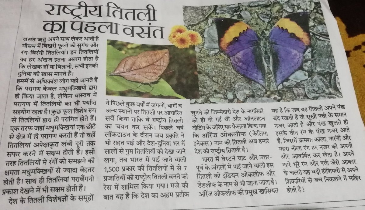 suhasini4yash's tweet photo. The #National butterfly of #India #OrangeOakleaf is celebrating it's first #VasantPanchami.
#OrangeOakleaf also called the Dead Leaf butterfly due to its shape of a fallen dead leaf when its wings are closed,is a dazzling orange and black with a deep blue base.
#BasantPanchmi https://t.co/tqtUW9Vtbz