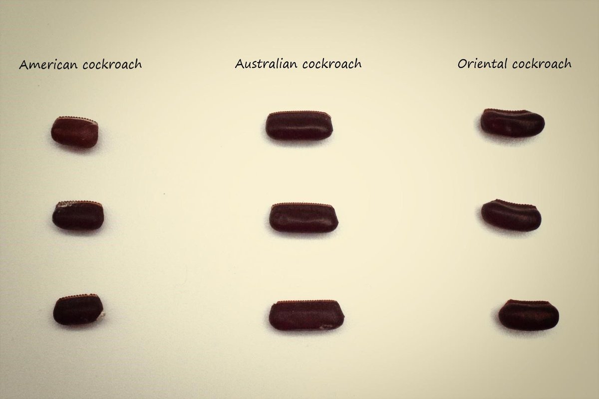 MYLVA_BIOCIDAS's tweet photo. Os dejo una imagen comparativa de las ootecas de tres especies que podemos encontrar en la península ibérica. Cucaracha americana, cucaracha australiana y cucaracha oriental. #americancockroach #australiancockroach #orientalcockroach #insects #urbanpests #entomology #mylvasa https://t.co/OM4qj9P6bf