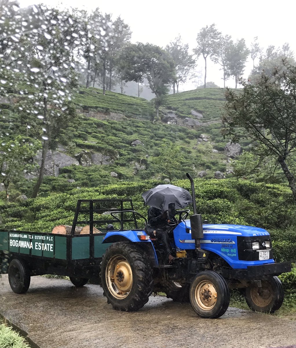 Everyday estate views 
.
.
.
#tealover #teaestates #teaplantations #teacountry #teainfluencers #teapics #teasourcing #ceylontea #teaaddict #teafluencer #ceylonteafluencer #bogawanaestate #bogawantalawa #bogodays