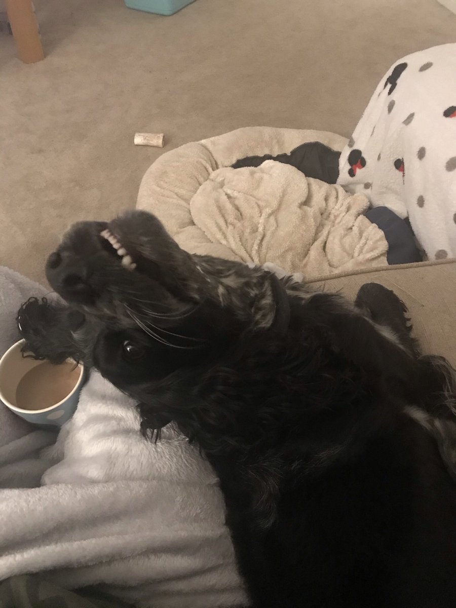 LydiaBrowne1's tweet photo. @HollibeatGundog Then 99% of the time they look like this... 😂 https://t.co/kxWPaIZOAW