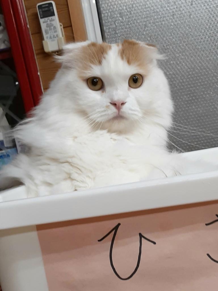 猫カフェちぐら 今日の猫カフェちぐら 新潟 猫 猫カフェ スコティッシュフォールド ルイ 猫カフェちぐら 今日の猫カフェちぐら 新潟 猫 猫カフェ スコティッシュフォールド ルイ
