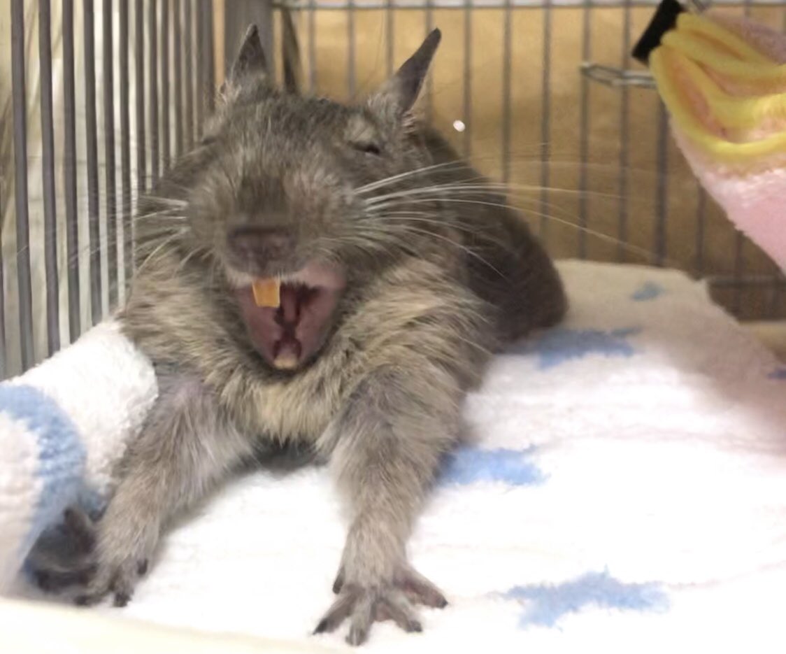 デグーのちゃちゃまる (@chachamaru_degu) / Posts / X