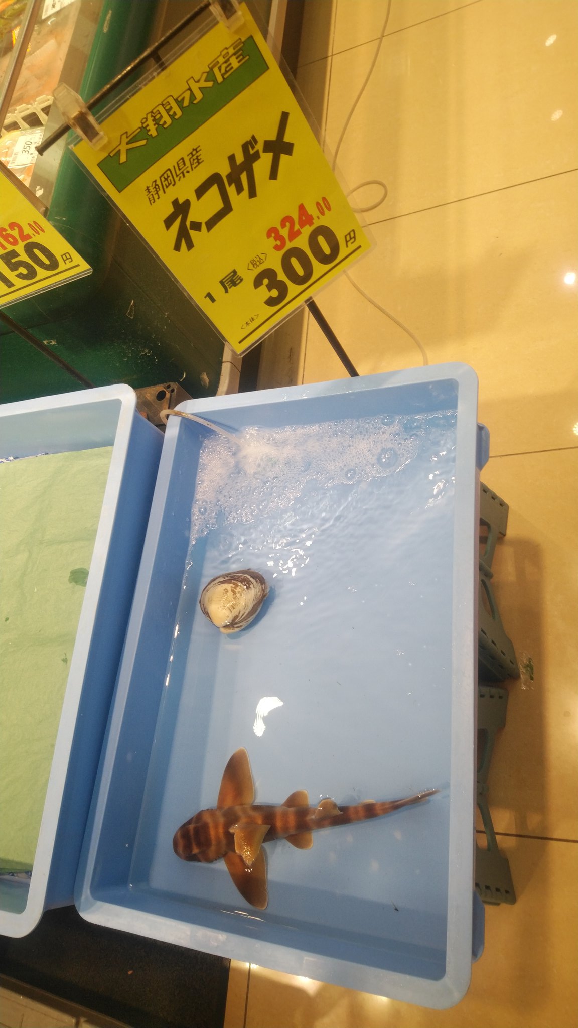 衝撃 スーパーに生きたネコザメが売っていた 話題の画像プラス 衝撃 スーパーに生きたネコザメが売っていた 話題の画像プラス