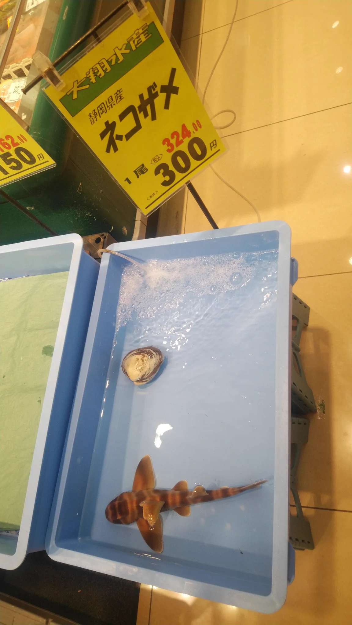 衝撃！スーパーに生きたネコザメが売っていた！？