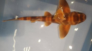 ペットにする おかずにする 静岡のスーパーの鮮魚コーナーで 生きた ネコザメ が販売されていた 全文表示 Jタウンネット