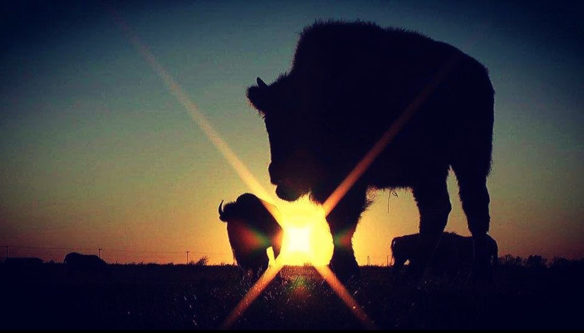 ethanmarten's tweet image. A 26-year #TurtleIsland journey is complete &amp;amp; seeking world-wide distribution! In @WhiteBuffaloMov listen to Elders share #IndigenousWisdom for ears to hear &amp;amp; hearts that are open. #Wolakota #EnvironmentalJustice #ClimateJustice #IndieFilm 

View Trailer - rb.gy/rutymv