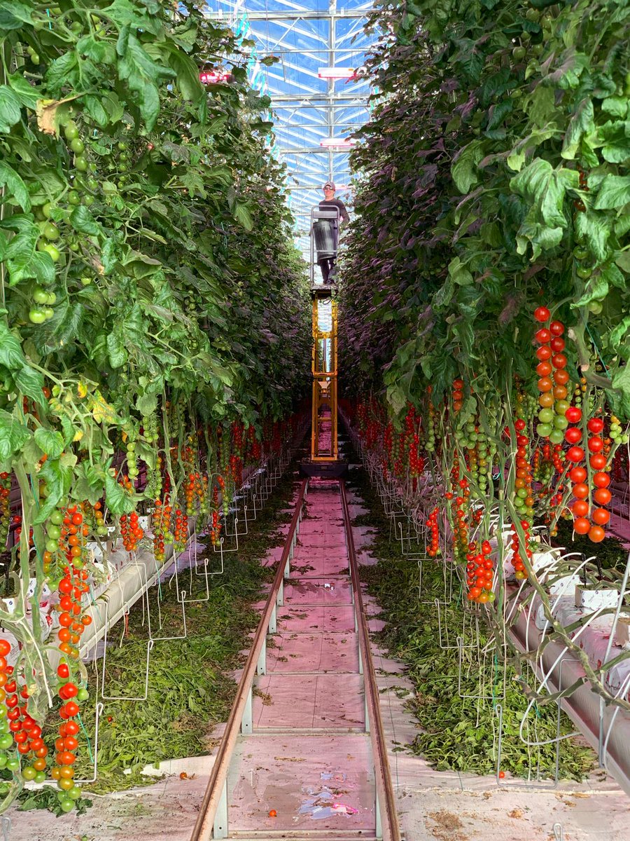 Still❄️where you are ? Thankfully, for our #britishtomatoes, the benefits of ☀️ #LEDlighting ☀️ in the winter months are paying dividends in flavour and texture. Beautiful, #britishgrown #Piccolo tomatoes, first picks off <a href="/asda/">Asda</a> shelves UK-wide #tomatogrower  #lancashirebusiness