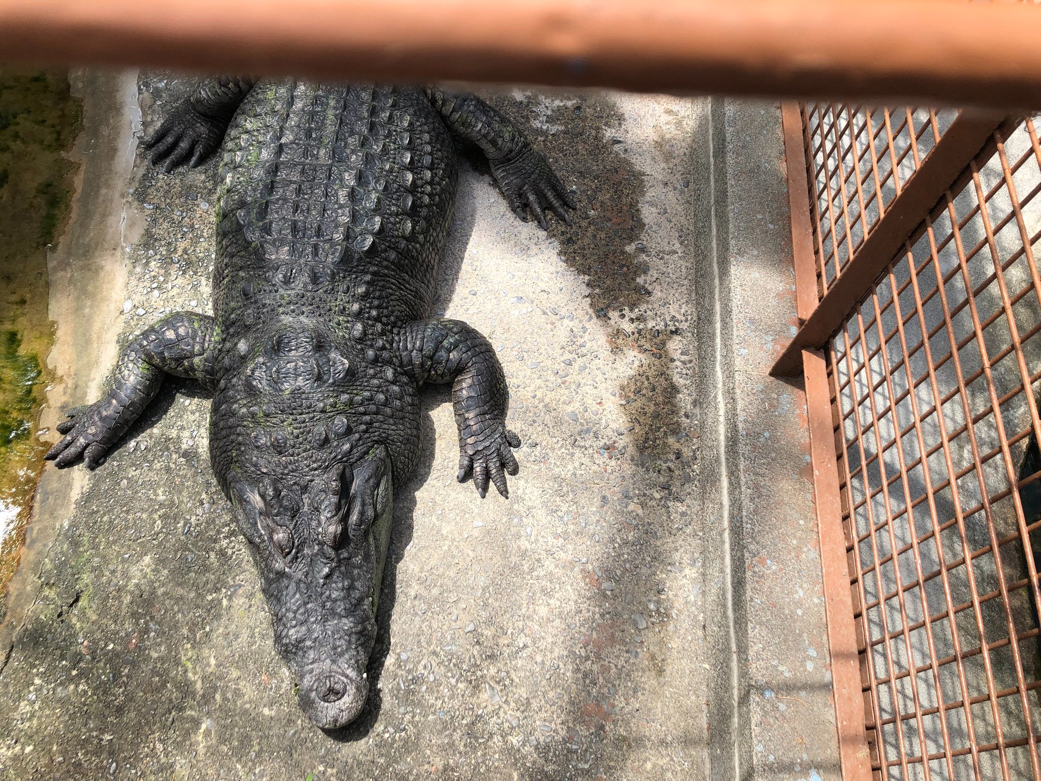 ワンピース マガジン 公式 新人編集nです ワンピースでワニといえば皆さんは何を思い浮かべますか クロコダイルを思い浮かべる方が多いかと思いますが バナナワニも思い出してください 怪物だけどかわいらしいフォルム 今回は