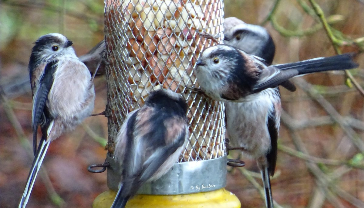 Always a joy to see these lovely little #LongTailedTits..💗
#BirdsSeenIn2021 
#Aberdeenshire #nature #wildlife #birds 
#TwitterNatureCommunity #birdtonic
Wishing you super day..
Stay safe, well and cheerful..🍀💗💫🕊