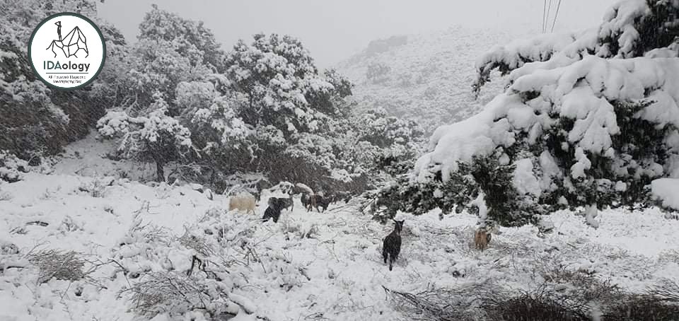 IDAologyProject's tweet image. #Μήδεια #psiloritis #unescoglobalgeopark #IdaologyProject #χιονιας #crete