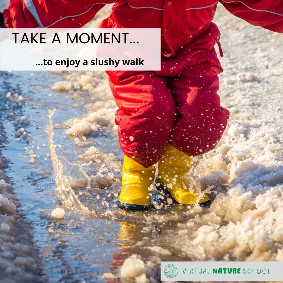 Virtual Nature School 🏴󠁧󠁢󠁳󠁣󠁴󠁿 tweet media