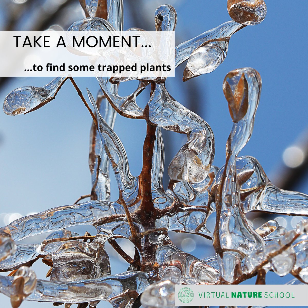 Virtual Nature School 🏴󠁧󠁢󠁳󠁣󠁴󠁿 tweet media